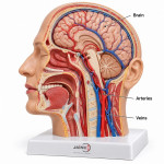 Cross Section of the Head